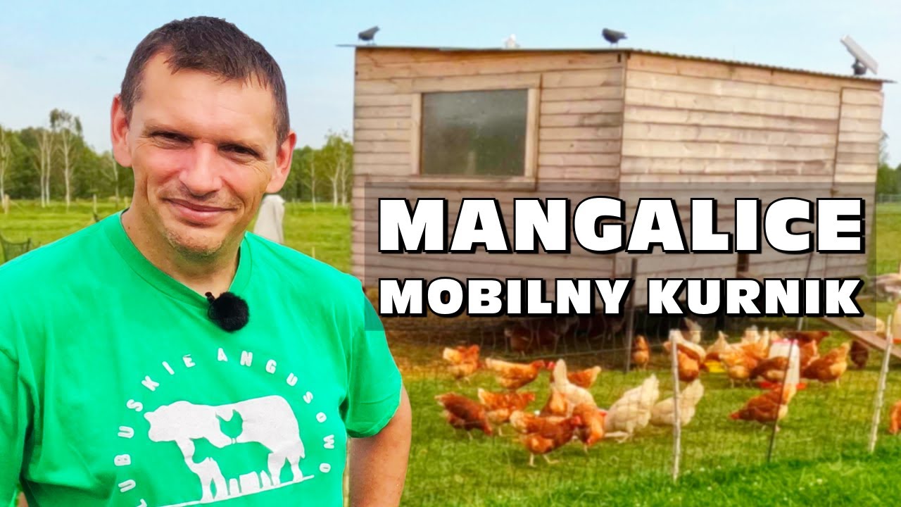 Mangalice, mobilny kurnik i „Mercedes wśród jajek” 🥚 | Tomasz Jakiel, Rolnictwo regeneratywne 🇵🇱