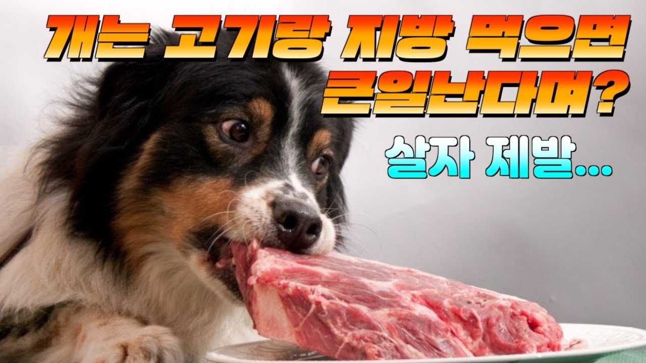 🤬 힝 속았지? 당신도 속았나요? 개가 고기와 지방을 먹으면 안 된다는 말 "고기 지방 먹이지 말라고요? 과학적으로 반박합니다" 