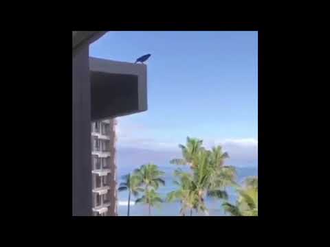 bird-jumps-off-of-building-with-the-sad-harmonica-song