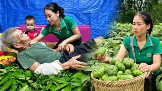 Harvest green eggplants to sell - Taking care of grandfather - Gardening