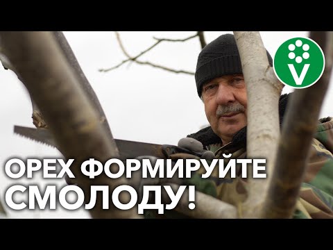 ПЛАЧЕТ ВЕСНОЙ И НЕ ЛЮБИТ СИЛЬНОЙ ОБРЕЗКИ! Что ещё вы НЕ знаете о ГРЕЦКОМ ОРЕХЕ?