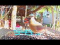 Birds at the bird feeder