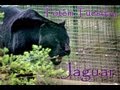 WCD - Totem Tuesday 4 - Jaguar