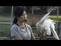 今日からシロオオタカの紐は外されて　自由に飛ぶことができます