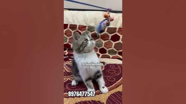 Watch the video about Quality Exotic Short Hair kitten for sale #cute #exotic #triplecoat #kitten #cutecat