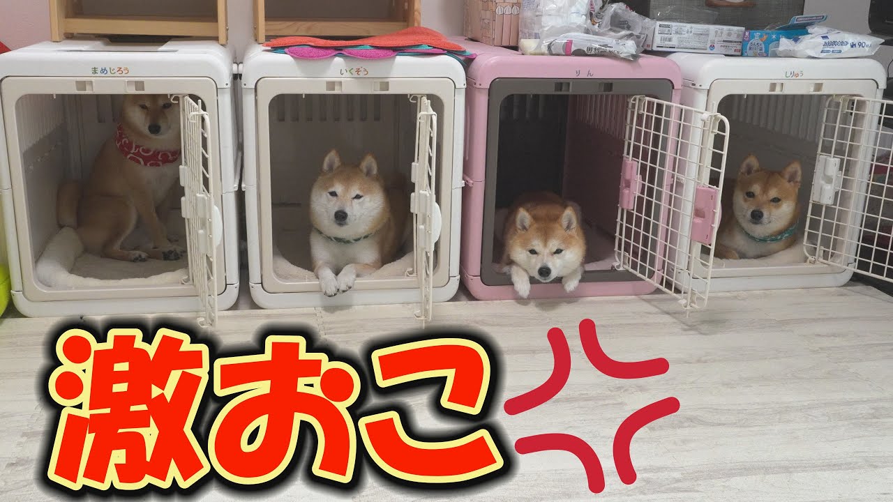 When we removed our beloved kotatsu, the Shiba Inu dogs were