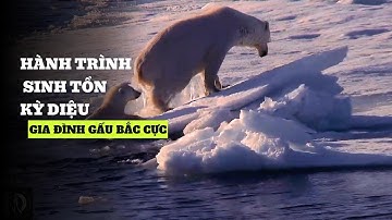 Hành Trình Sinh Tồn Kỳ Diệu: Cuộc Chiến Của Gia Đình Gấu Bắc Cực Trước Biến Đổi Khí Hậu