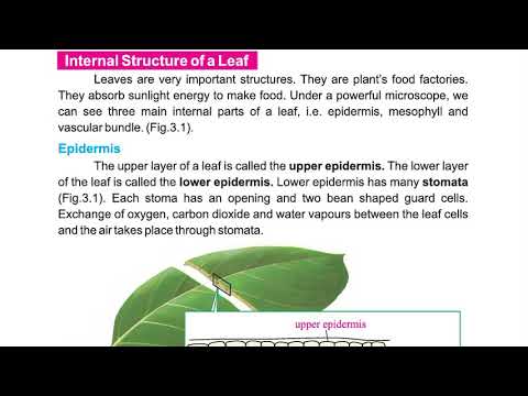 Leaf : Epidermis , Mesophyll , vascular bundle , stoma, internal structure of leaf , Class 6 Science
