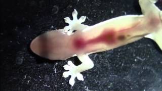 The Heartbeat of a Gekko