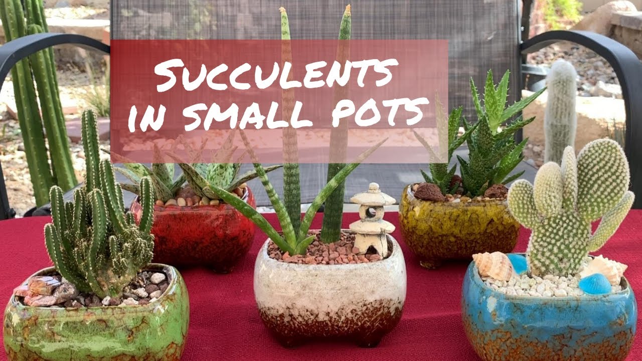 Succulents in Small Pots | 1st Year Subscriber Giveaway