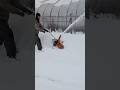 ミニミニ除雪機でビニールハウスの雪を飛ばします😀#ハンディラッセル#田舎暮らし #農業 #共立