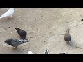 #Pigeons.Ответы на вопросы голубятников.