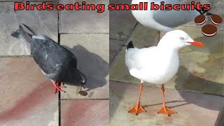 Pigeons and seagulls eating small chocolate biscuits