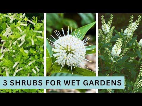 3 Shrubs for a Wet Garden with Heavy Clay Soil