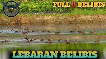 Rombongan Belibis Tambak