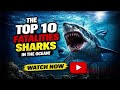 TOP 10 FATALITIES SHARKS IN THE OCEAN !