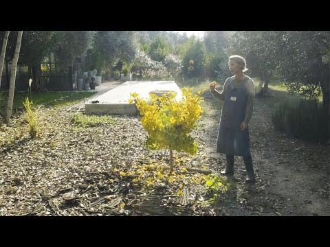 Video: Casuarina Equisetifolia'nın ortak adı nedir?