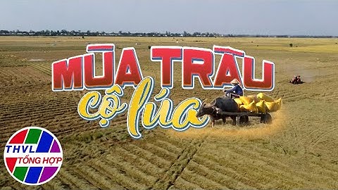 Nhịp sống đồng bằng: Mùa trâu cộ lúa