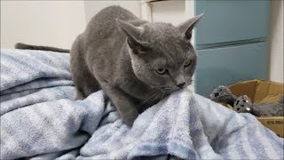 【癒し動画】布団にチュパチュパしゃぶりつく灰色猫