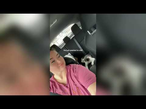 Clever Cat Breaks Out Of Box 1703038