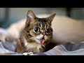 ПРИКОЛЫ С ЖИВОТНЫМИ / Смешные коты / Собаки / Смешные животные №1