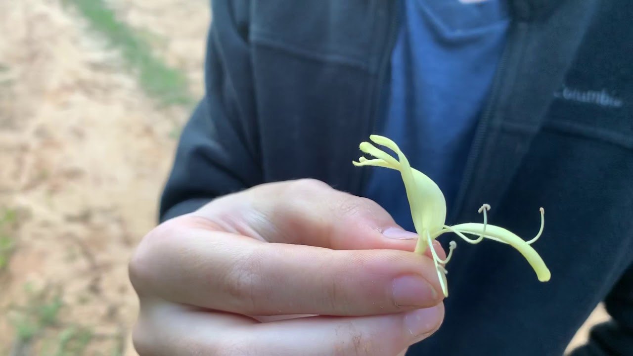 How to eat honeysuckle - YouTube
