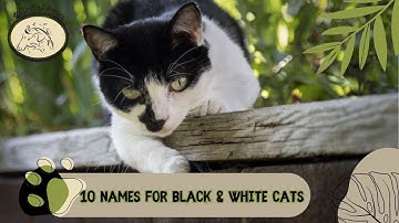 10 beautiful  names for black & white cats  | Pets Zone