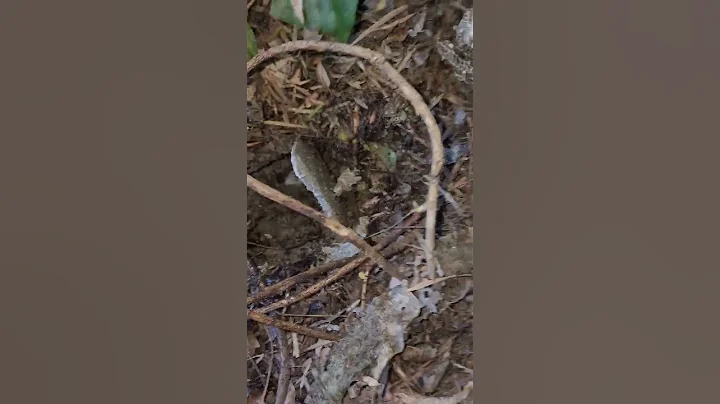 How to Destroy a yellow jacket Nest #yellowjackets #scary #shorts #viral