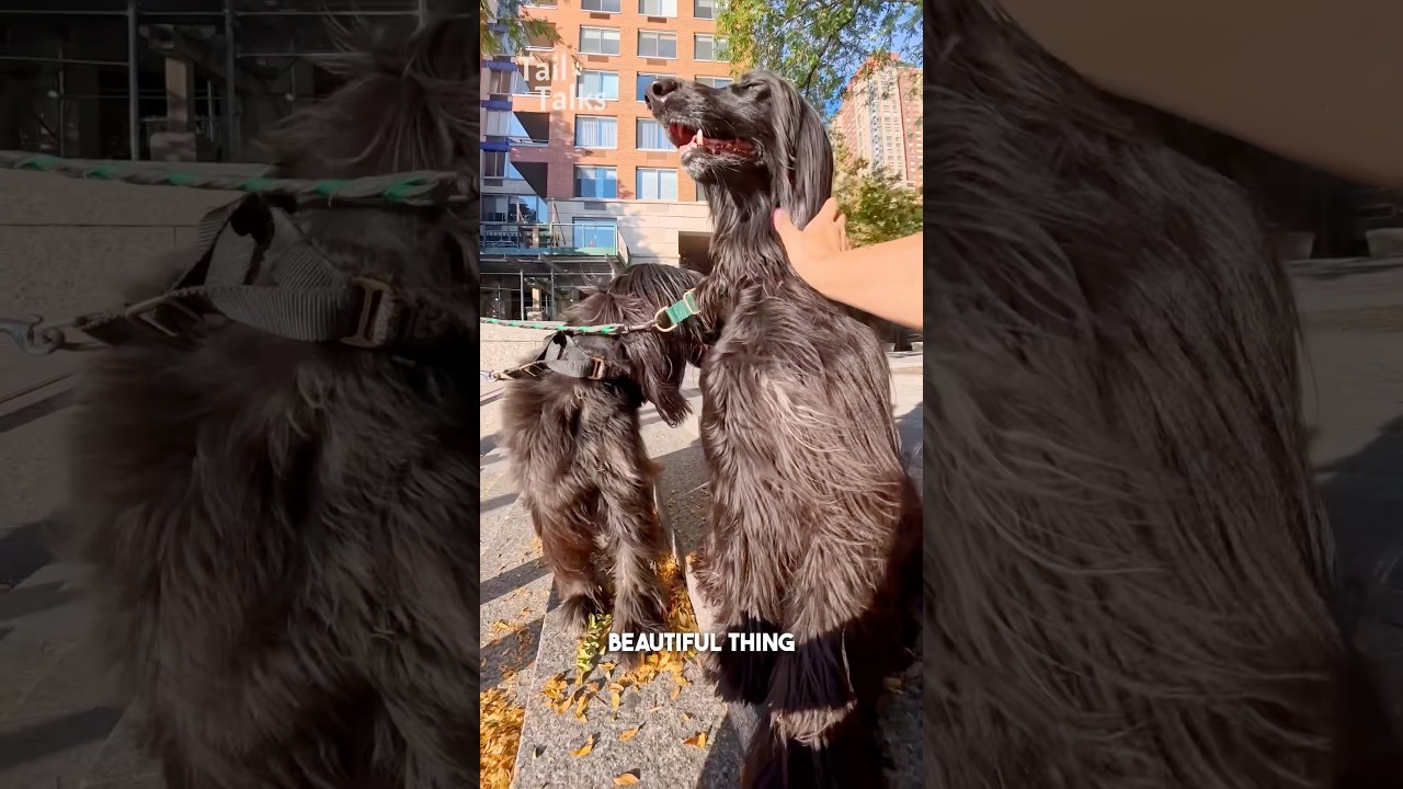 Мы встретили двух потрясающих афганских борзых на прогулке! 