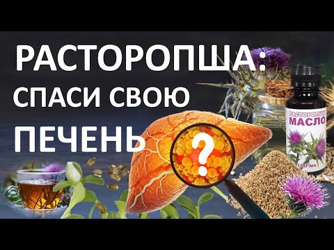 Видео: РАСТОРОПША для здоровья ПЕЧЕНИ: советы и рекомендации