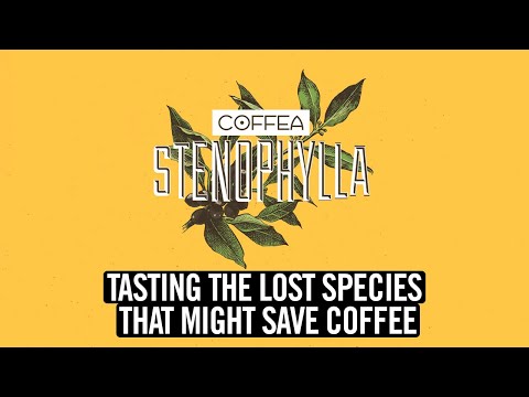 Tasting The Lost Species That Might Save Coffee