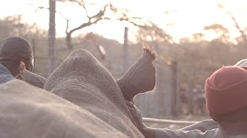 It takes a lot to save a rhino. Part 4 of 14
