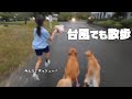 【鹿児島の台風の日】愛犬との防災対策!もし停電したら?停電生活シュミレーション