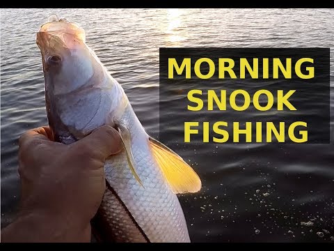 Snook Fishing 