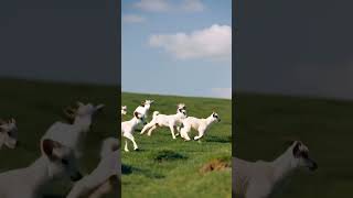 सुहाना मौसम और घास चरती बकरियां 🐐🌿 | Beautiful Village Nature Scene #shortvideo
