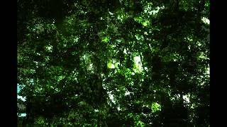 Ilpo - Future Forest Space
