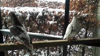 Meulemans