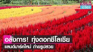 ชวนเที่ยววิถีใหม่งาน 'เชียงรายดอกไม้งาม' เนรมิตสวนดอกไม้เมืองหนาวนับล้านดอก