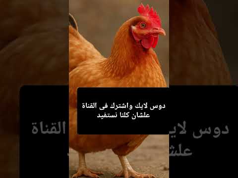 أسعار الفراخ اليوم في مجزر طيور الجنة محمود الشيخ
