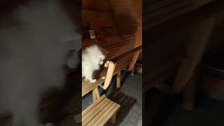 Sauna Dog