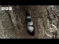 Devoted hornbill couple turn nest into fortress 🌳 | Planet Earth III - BBC Mp3 Song