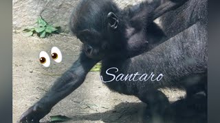 Just like Dad, Mom, and his big brother, Santaro is looking for something to eat 👶👀