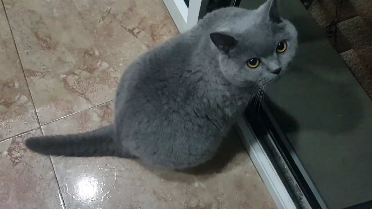 Британский кот vs тараканы - кукарачи🙈 - YouTube