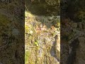 WATER MEDITATION - Beautiful spring emerging from a bluff wall in the Wisconsin Driftless