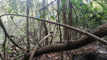 Coj Poj qaib dib mus sim seej zoo heev