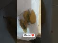Mirchi ❤️ with shayri #shorts #viralshort