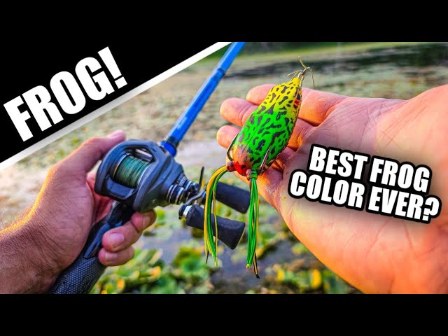 Summertime Frog Fishing CATCHES BASS (Bank Fishing Tips) 