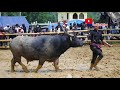 TORAJA [Tedong Silaga [ARENA BANJO SA'DAN