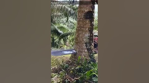 cutting down a coconut tree using a chain saw #wood #woodworking #shorts