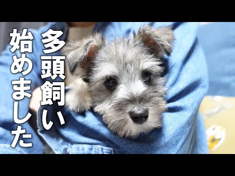 【ご報告】犬の多頭飼い始めました！ミニチュアシュナウザー兄妹